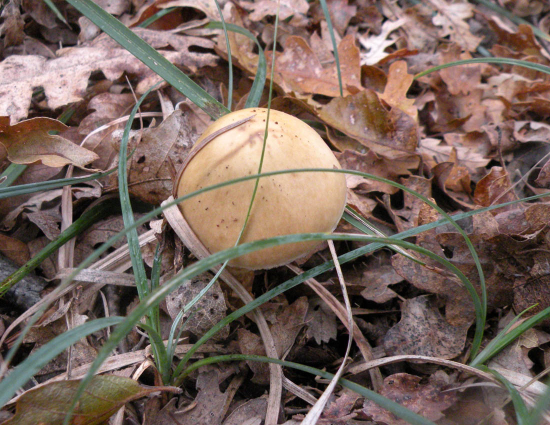 Nei boschi di Ulderico